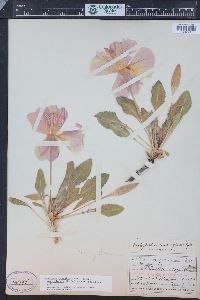 Oenothera cespitosa image