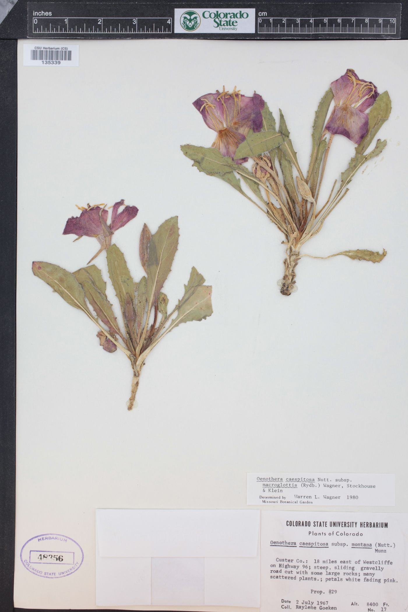 Oenothera cespitosa subsp. macroglottis image