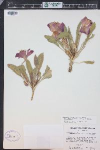 Oenothera cespitosa subsp. macroglottis image