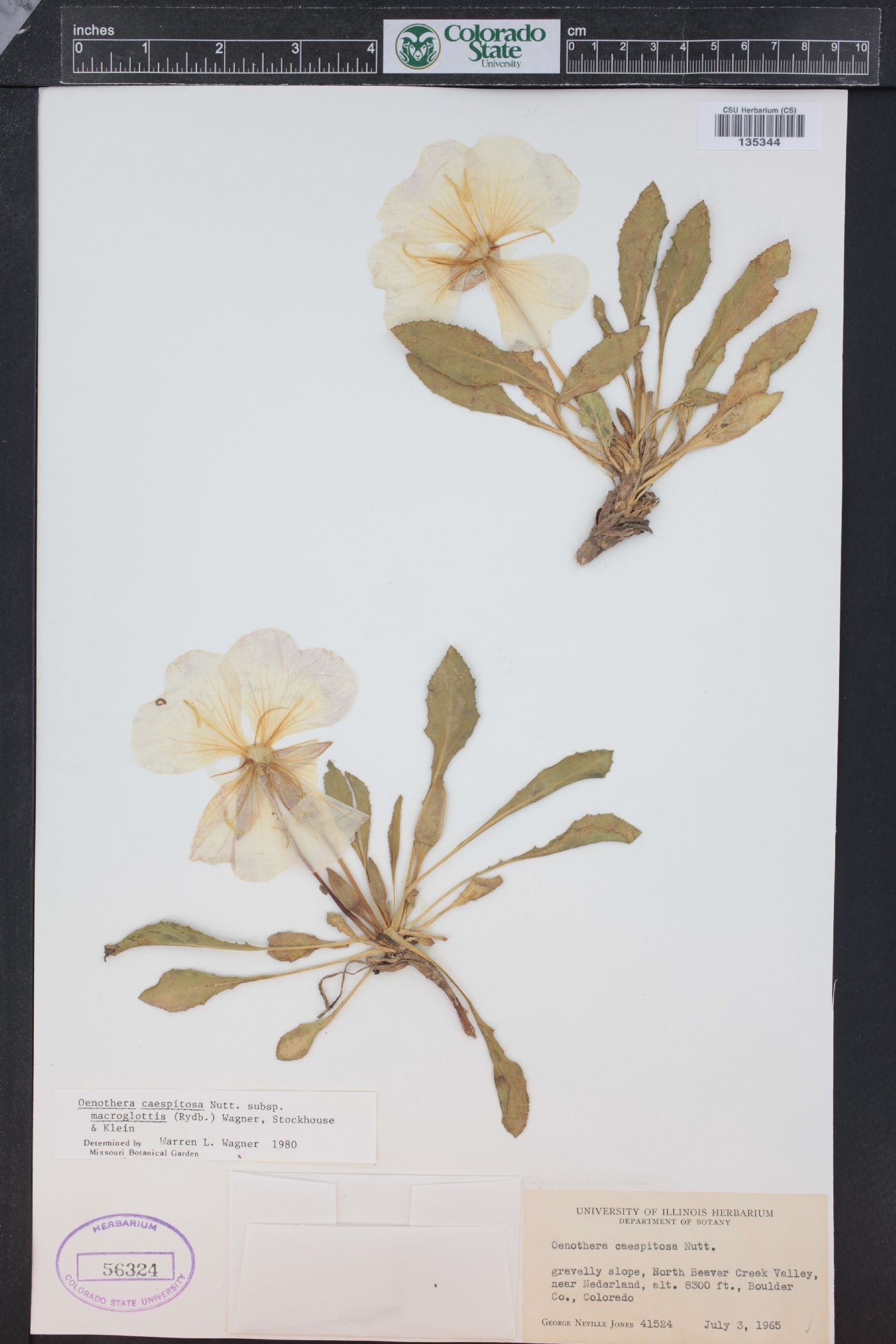 Oenothera cespitosa subsp. macroglottis image