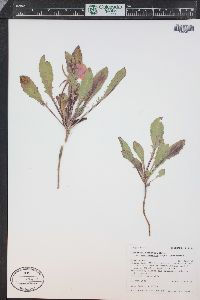 Oenothera cespitosa image