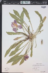 Oenothera cespitosa image