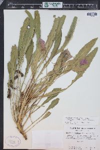 Oenothera cespitosa subsp. macroglottis image