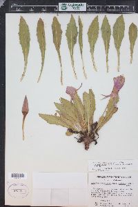 Oenothera cespitosa subsp. macroglottis image