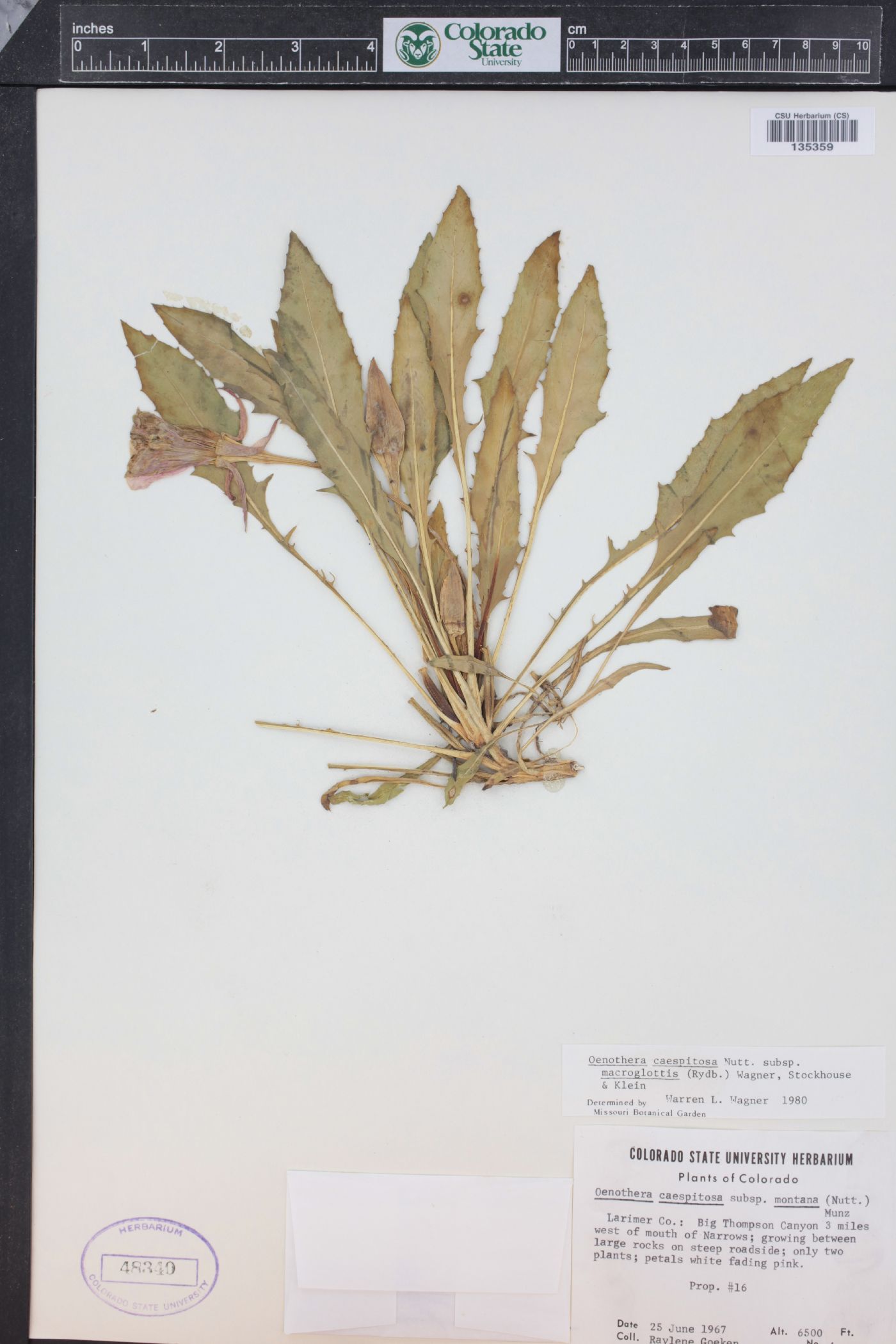 Oenothera cespitosa subsp. macroglottis image