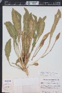 Oenothera cespitosa subsp. macroglottis image