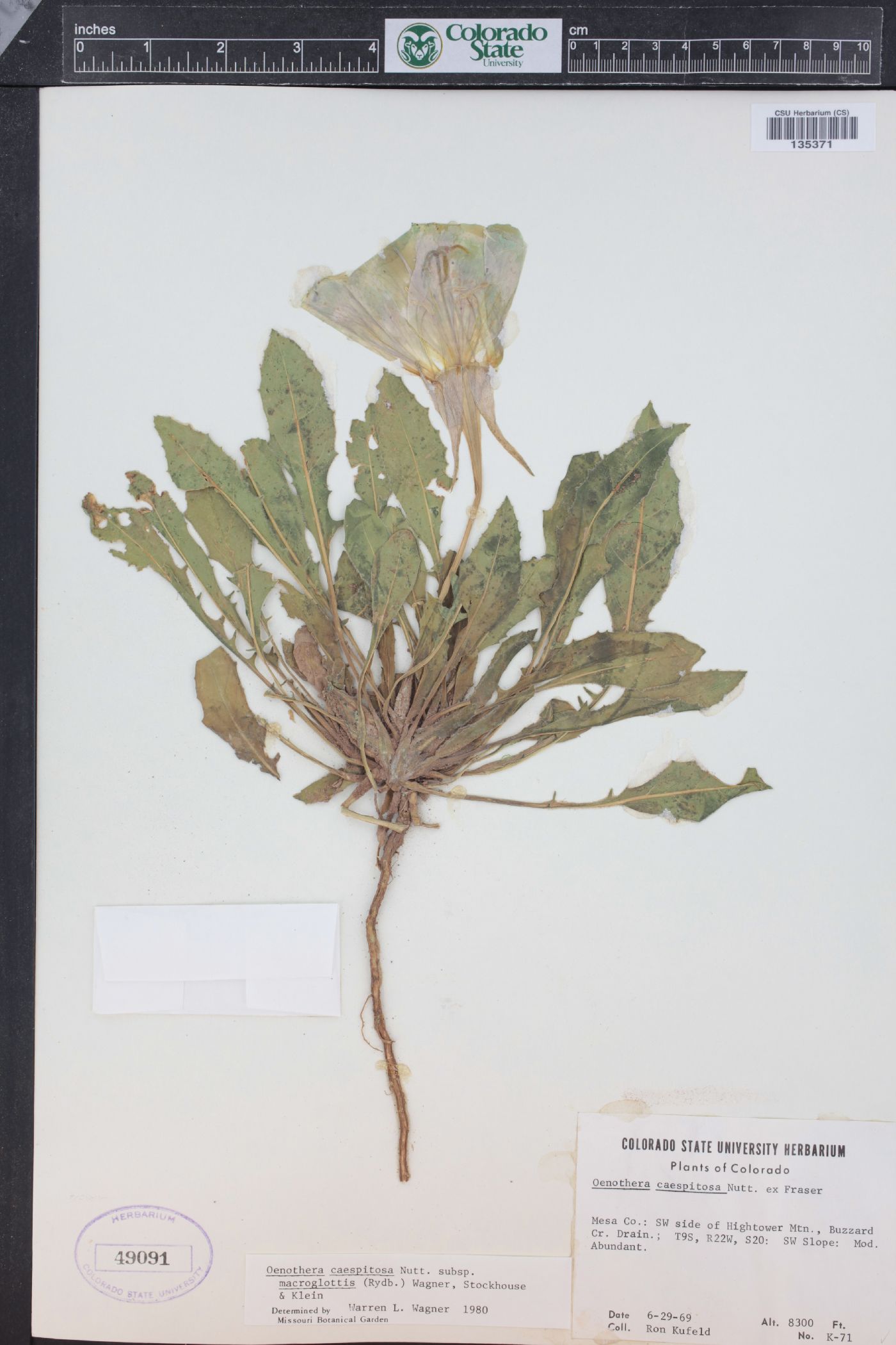 Oenothera cespitosa subsp. macroglottis image