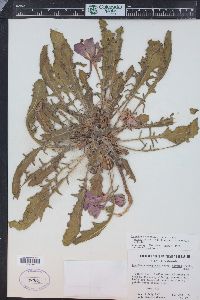 Oenothera cespitosa image