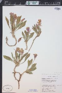 Oenothera cespitosa image