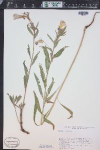 Oenothera elata image