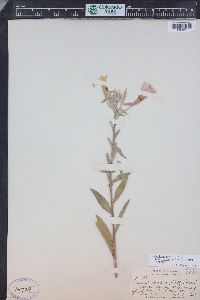 Oenothera elata subsp. hirsutissima image