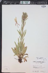 Oenothera elata image