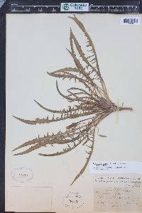 Oenothera flava image