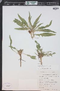 Oenothera flava image