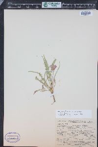 Oenothera flava image