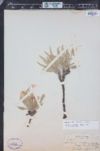 Oenothera howardii image