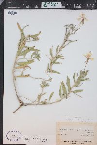 Oenothera latifolia image