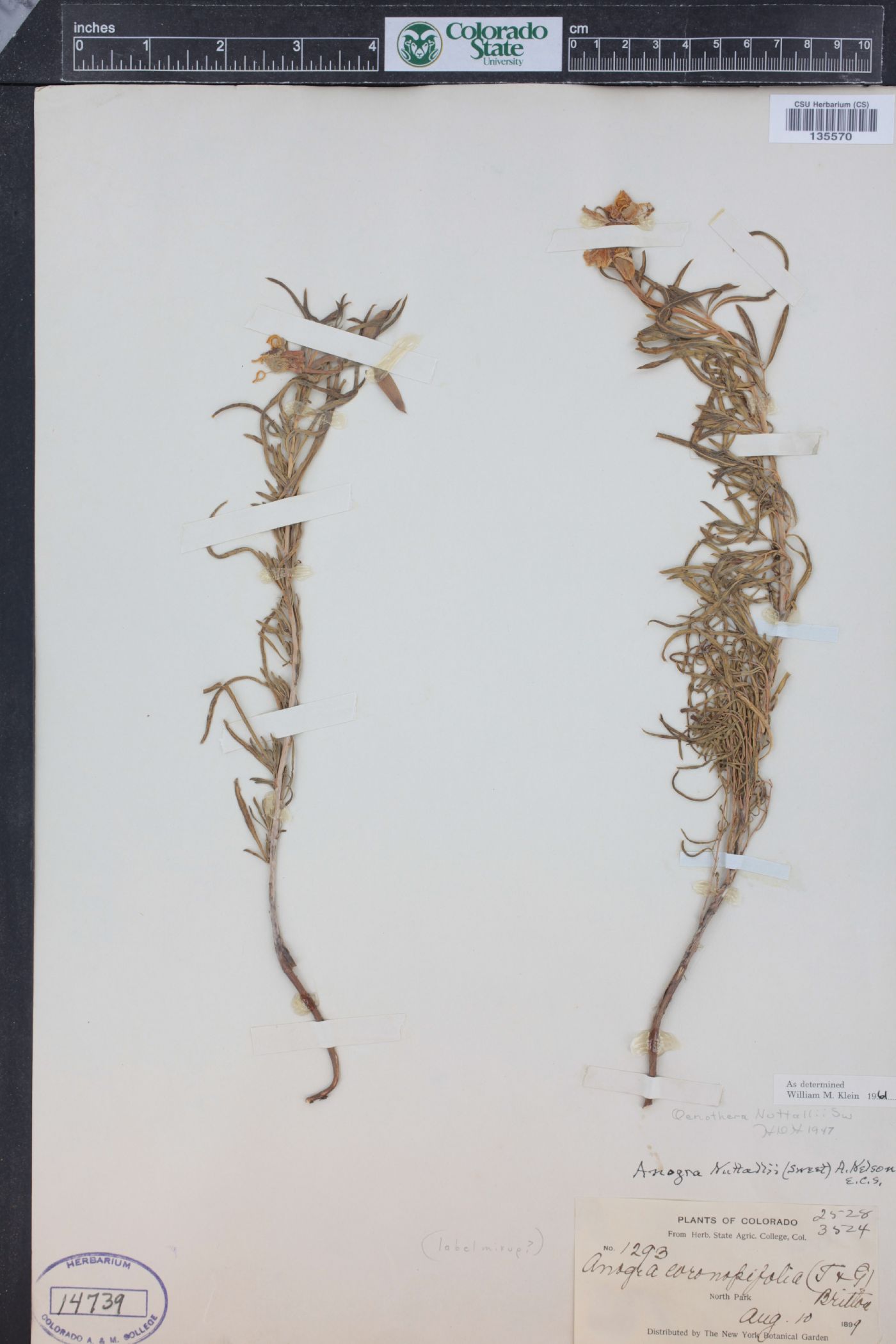 Oenothera nuttallii image