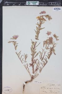 Oenothera pallida subsp. trichocalyx image