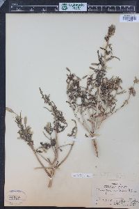 Oenothera pallida subsp. trichocalyx image
