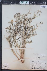 Oenothera pallida subsp. trichocalyx image