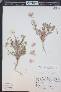 Oenothera pallida subsp. trichocalyx image