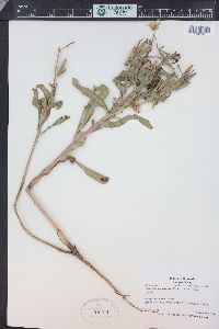 Oenothera villosa subsp. strigosa image