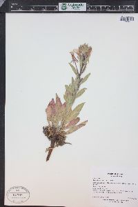 Oenothera villosa image