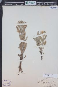 Oenothera villosa image