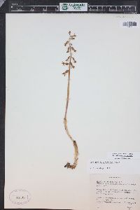 Corallorhiza wisteriana image