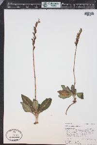 Goodyera oblongifolia image