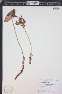 Goodyera oblongifolia image