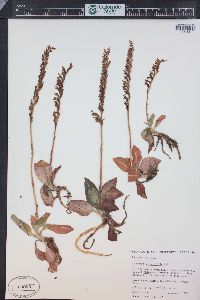 Goodyera oblongifolia image