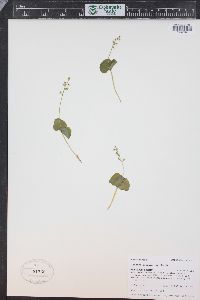 Listera cordata image