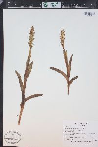 Platanthera aquilonis image