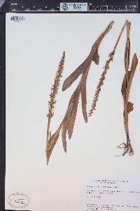 Platanthera dilatata var. albiflora image