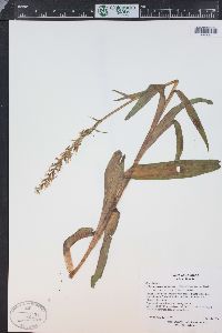 Platanthera dilatata image