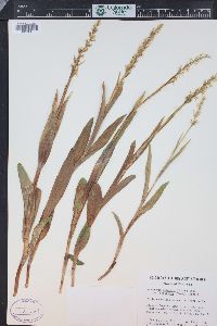 Platanthera dilatata var. albiflora image