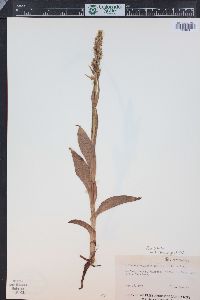 Platanthera dilatata image