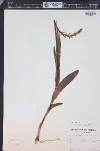 Platanthera dilatata image