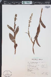 Platanthera dilatata image