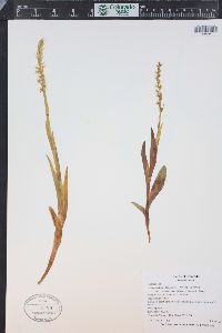 Platanthera dilatata image