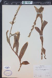 Platanthera dilatata image