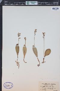 Platanthera obtusata image