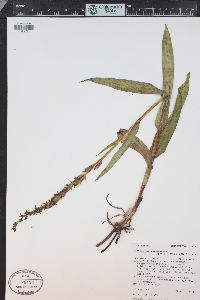 Platanthera purpurascens image