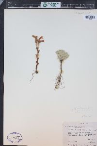 Orobanche fasciculata image