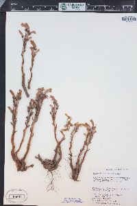 Orobanche fasciculata image