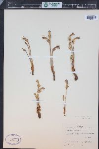 Orobanche uniflora image