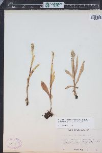 Spiranthes romanzoffiana image