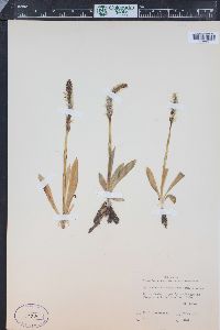 Spiranthes romanzoffiana image